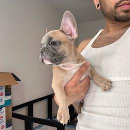 Mr. Brown - Brindle and white male French Bulldog puppy in Anaheim, California from Brightest Days Ahead