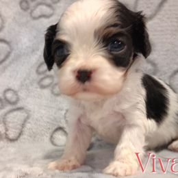 Viva - Tri-color female Cavalier King Charles Spaniel puppy in Rockville, Maryland from Skais the Limit Cavaliers