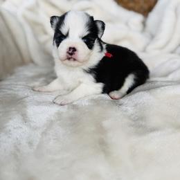 Girl 4 - Black and white female Pomsky puppy in Yavapai County, Arizona from Pawsh Pomskies