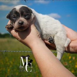 Ford - Blue male Australian Cattle Dog puppy in Runnels County, Texas from MC Heelers & Aussies
