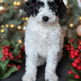 Goldendoodle Puppies from DM Hilltop FURfamily