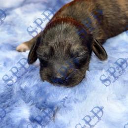 Brandy - Brindle female Dachshund puppy in Onalaska, Texas from Smokey Pines Dachshunds