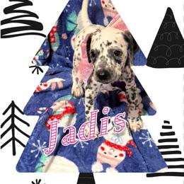 Jadis AKC LUA - White and black female Dalmatian puppy in Las Vegas, Nevada from 101 Dew Dream Valley Dalmatians