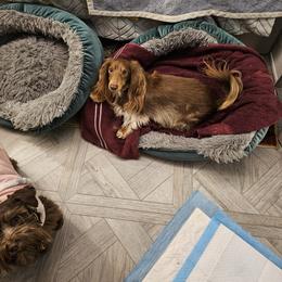 Dachshund Puppies from A&R Dachshund
