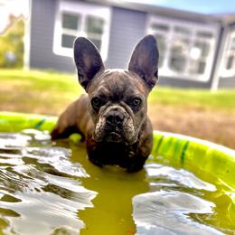 Emma - French Bulldog