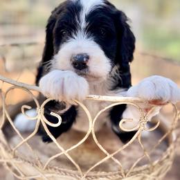 Winston - Black Tri - Tri-color male Bernedoodle puppy in Lookout, California from Remington Kennels, LLC