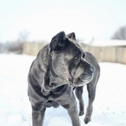 Apollymi - Cane Corso