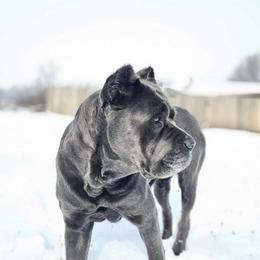 Apollymi - Cane Corso