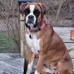 Boxers from Laelaps Boxers