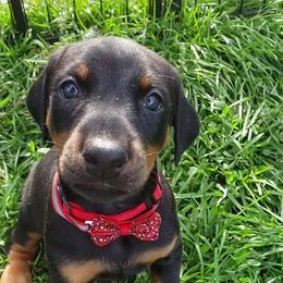 Doberman Pinscher Puppies from Emerald Eire Dobermanns