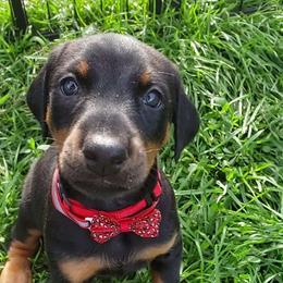 Doberman Pinscher Puppies from Emerald Eire Dobermanns