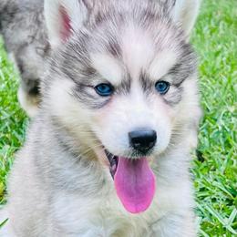 Germany - Male 4 - Gray and white male Siberian Husky puppy in Monroe, Georgia from Beastly Beauties Huskies & Pomskies