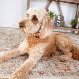 Ruby - Goldendoodle