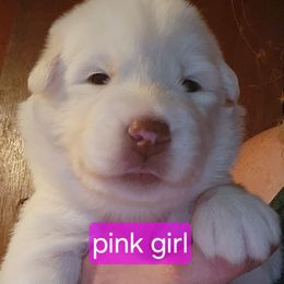 Heartbreaker - White female Siberian Husky puppy in Quincy, Illinois from Boden Breeding
