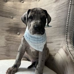 Great Dane and Yorkshire Terrier Puppies from Graham’s Danes