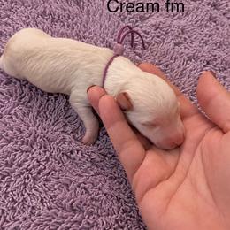 Faith - Cream female Poodle puppy in Washington, Pennsylvania from Patriotic Poodles