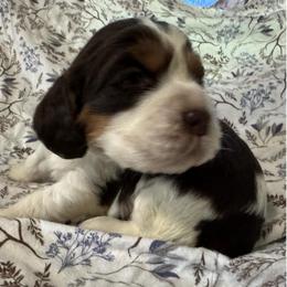 Louie - Liver white and tan male English Springer Spaniel puppy in Coeur D'alene, Idaho from Springer Hollow