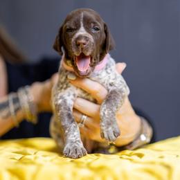 Pink Girl - Liver and white female German Shorthaired Pointer puppy in Bryan, Texas from Ehrenvogel and Bessdach Kennels