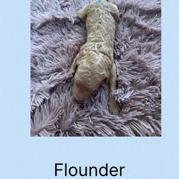 Akc Standard poodle Flounder - Apricot male Poodle puppy in Harrisburg, Arkansas from Ransone’s Ridge Runners Poodles and Doodles