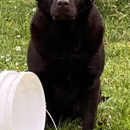 Jolly - Labrador Retriever