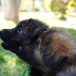 German Shepherd Puppies from Dacherri Dogs
