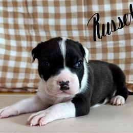 Russet - Seal brown male American Pit Bull Terrier puppy in Nine Mile Falls, Washington from Bartin Kennels