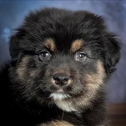 Gabbana - Black tri-color female Australian Shepherd puppy in Fultonville, New York from Sandy Aussies, Mini Dachshunds & Pomeranians