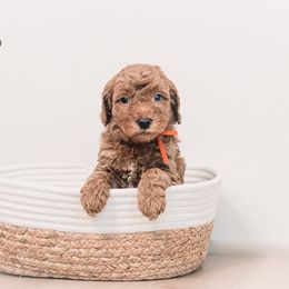 Sting - Red  male Goldendoodle puppy in Ohio from Hommel’s Mini Darling Doodles