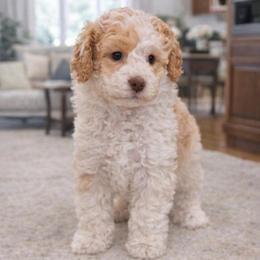 Theo - Caramel cream male Australian Labradoodle puppy in Aurora, Oregon from Divine Poodles