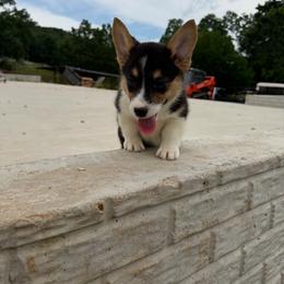Goose - Black and tan male Pembroke Welsh Corgi puppy in Berryville, Arkansas from Hunnicutt Ranch