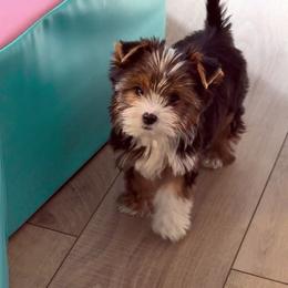 Babydoll - Parti female Yorkshire Terrier puppy in Roseville, California from Blueberry Brook Yorkies