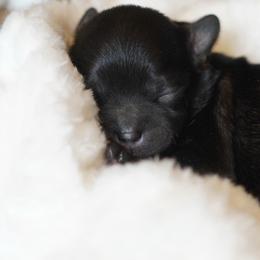 Sleepy (White Collar) - Black male Shihpoo puppy in Las Vegas, Nevada from Plush Toy Poodle Puppies & Pals