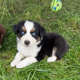Lenny - Black tri male Miniature Australian Shepherd puppy in Marion, Michigan from Highland Hills Mini Aussies