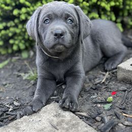 Dilute Retriever and Labrador Retriever Puppies from Lynn Valley Labradors