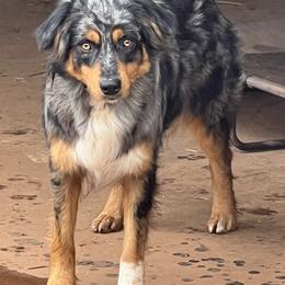 Girl 1 - female Australian Shepherd puppy in Bethlehem, Georgia from CJ Farm and Kennels