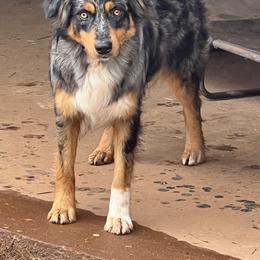 Girl 1 - female Australian Shepherd puppy in Bethlehem, Georgia from CJ Farm and Kennels