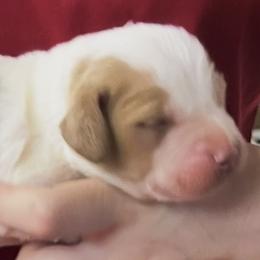 Krystal boy 2 - Orange and white male Brittany puppy in Floyd Knobs, Indiana from Cross Creek Brittanys