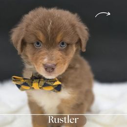 Rustler - Red tri-color male Australian Shepherd puppy in Annville, Pennsylvania from Creekside Aussies LLC