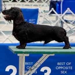 King - Dachshund