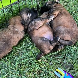 Soft Coated Wheaten Terrier Puppies from Wagging Wheatens