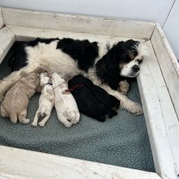 Cocker Spaniel Puppies from Cockers of Country Lane