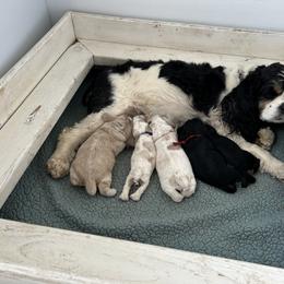 Cocker Spaniel Puppies from Cockers of Country Lane