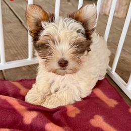 Fanny - Chocolate, tan and white female Yorkshire Terrier puppy in Elgin, Texas from For The Love of Yorkies Texas