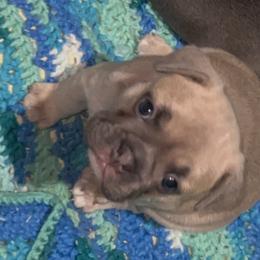 French Bulldogs from Kingdom Cubz Kennel