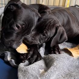 American Bully Puppies from TEXAS BULLY FAMILY