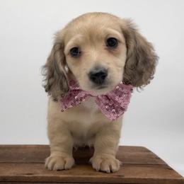 Thor - Cream male Dachshund puppy in Wylie, Texas from Lawson's Kennel