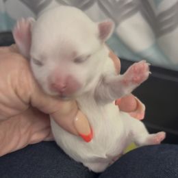 Sugarplum Princess - White Maltese puppy in Newaygo, Michigan from Dawn's Maltese