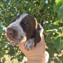 Lincoln - White and chestnut male Bracco Italiano puppy in Silver Summit, Utah from Snow Peak Kennel