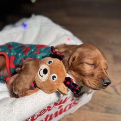 Mateo the Christmas Eve Puppy - Mahogany male Irish Setter puppy in Orem, Utah from Rocky Mountain Irish Setters