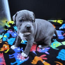 Brioche - Blue and white female Staffordshire Bull Terrier puppy in Dallas, Texas from Wild Blue Staffords